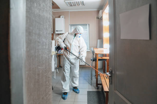 Reliable Temple, PA Mold Removal Solutions