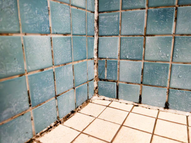 Best Black Mold Removal  in Temple, PA